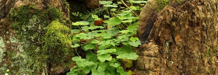 Klee wächst aus einem alten, moosbewachsenen Baumstumpf.